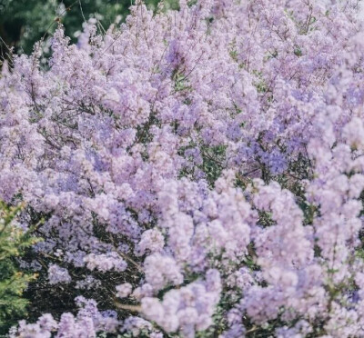 花朵背景图