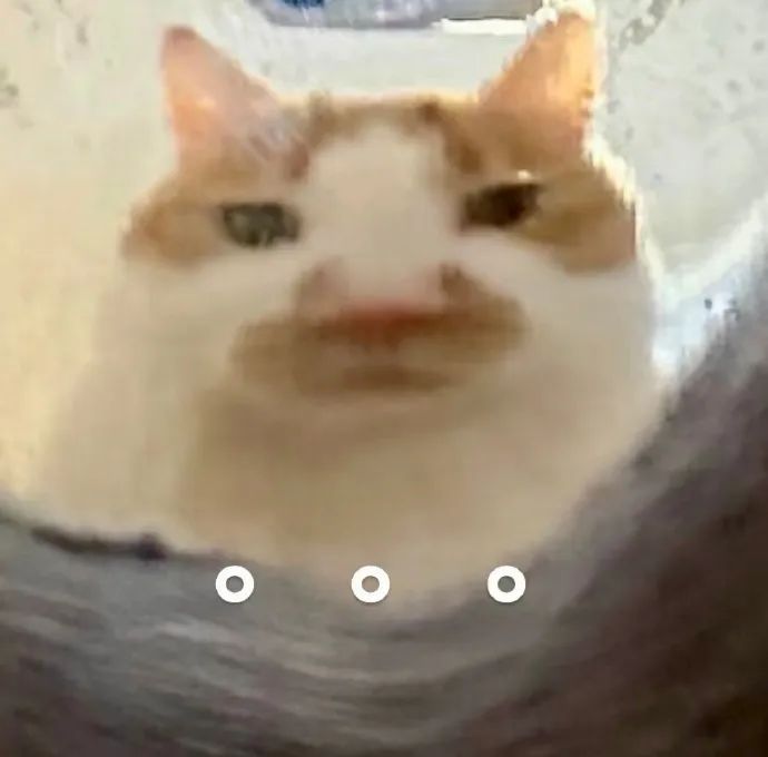 猫猫表情包