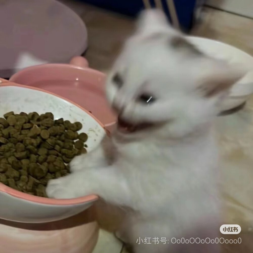 猫猫表情包