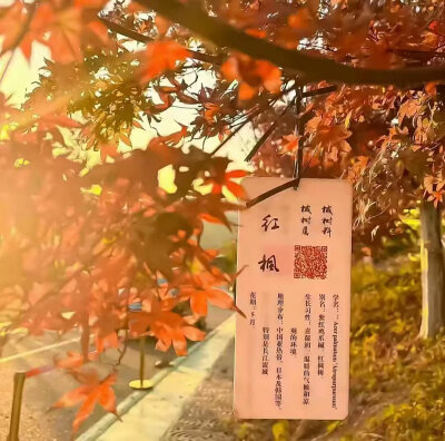 背景图