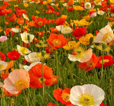 花朵背景图