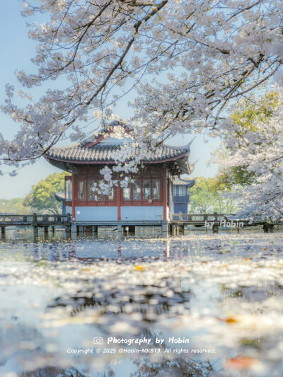 杭州的樱花，是江南写给春天的诗
春风吹过西湖，粉白花瓣如雪飘扬，古韵与花香在白墙黛瓦的院子里交织，满城尽是诗情画意
by.@HobinMK813
