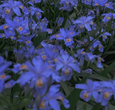 花朵背景图