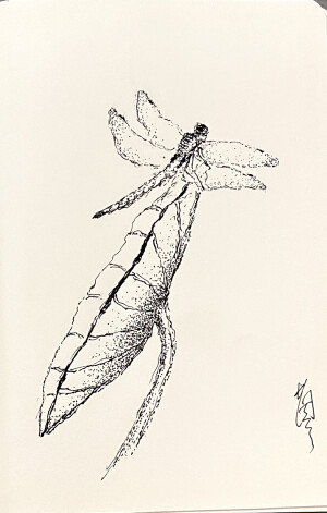 《针管笔点绘》