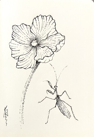 《针管笔点绘》