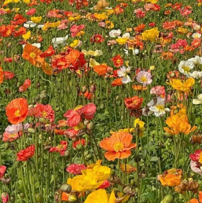 花朵背景图