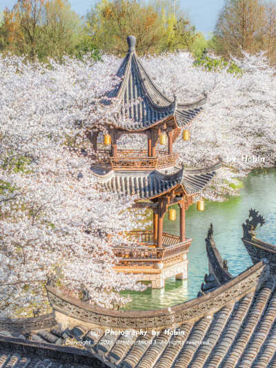 杭州的樱花，是江南写给春天的诗
春风吹过西湖，粉白花瓣如雪飘扬，古韵与花香在白墙黛瓦的院子里交织，满城尽是诗情画意
by.@HobinMK813
