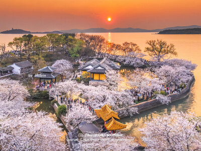 鼋头渚落日樱花
夕阳余晖为粉白花海铺上金色，无锡太湖用涟漪接住温柔的日落
by.@Hobin-MK813