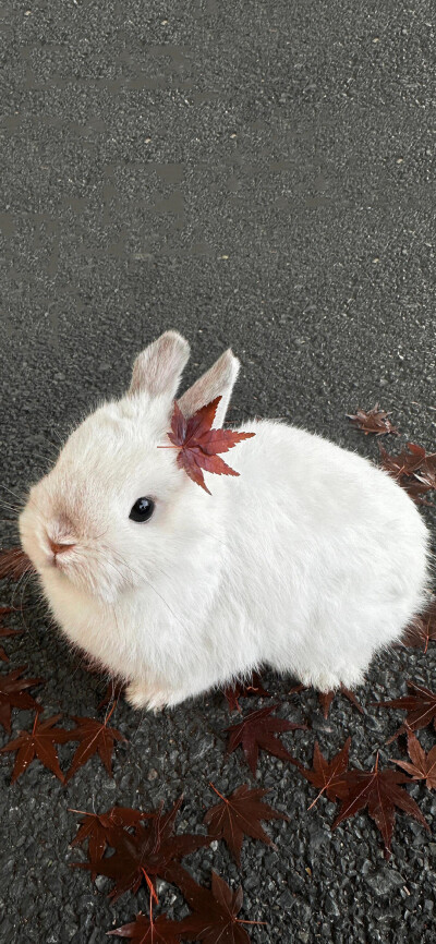 手机壁纸