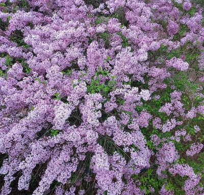 花朵背景图