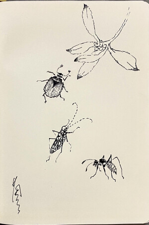 《针管笔点绘》