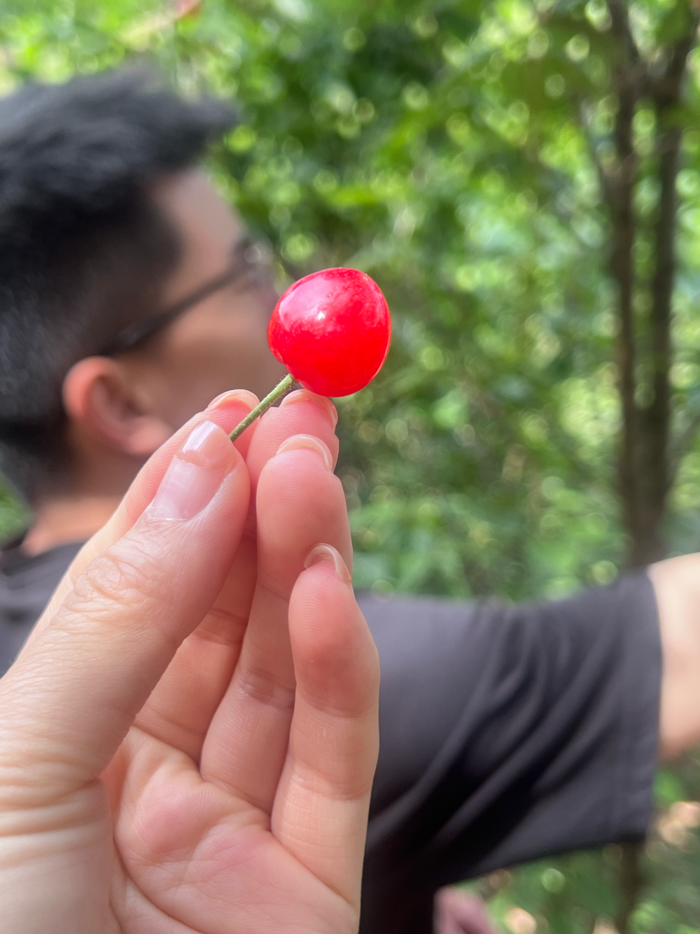 摘樱桃