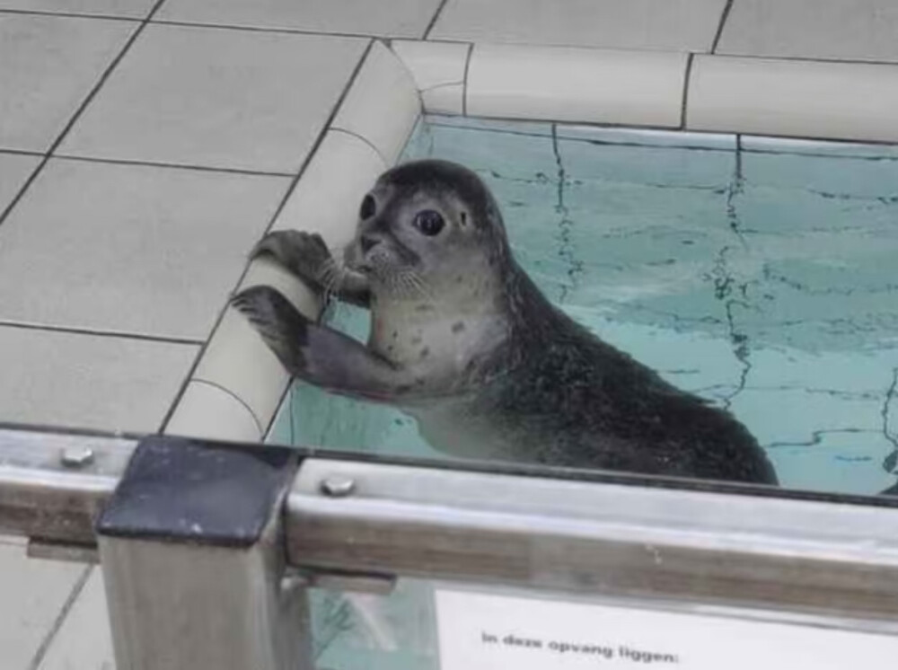 小海豹