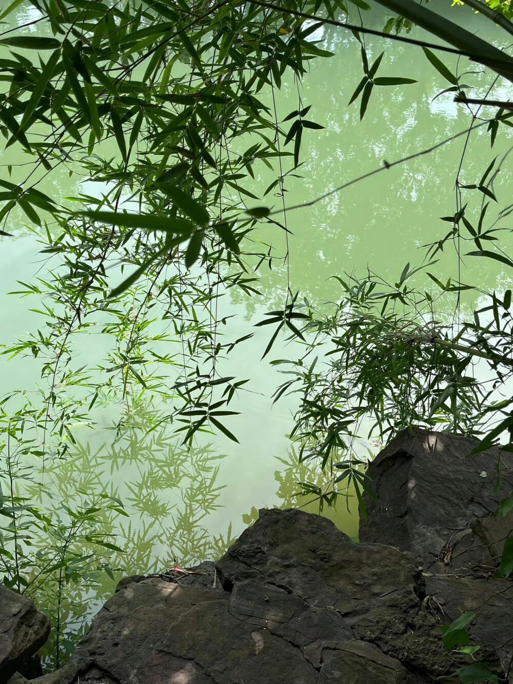 绿色