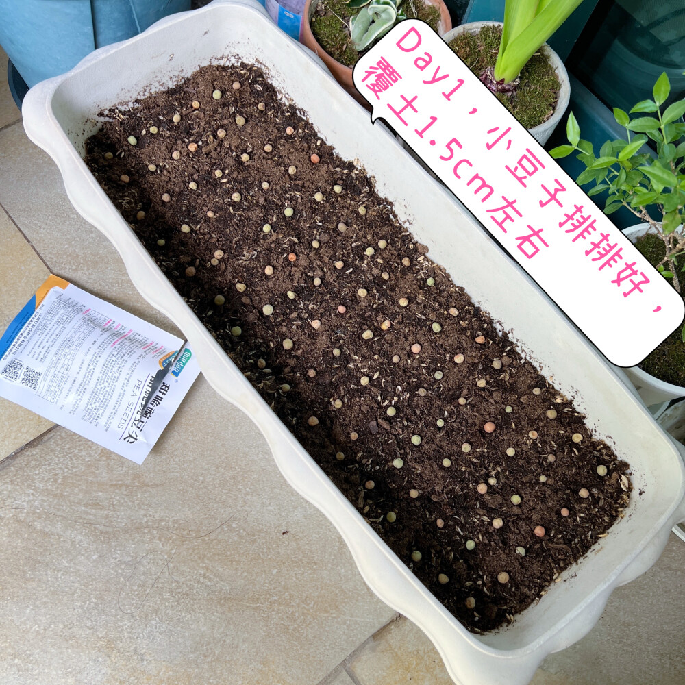 豌豆芽短暂的一生
强迫症种豌豆芽Day1～Day9
豌豆芽和豌豆尖居然是两个东西
自己种豌豆芽不老的秘诀是：
1、选专门食用豌豆芽而不是食豆的种子品种；
2、保持土壤水分充足，芽苗含水量高才会嫩；
3、不要晒太阳，哪怕徒长也不要晒，一晒就老了；
4、及时采收，现在二十多度的天气，芽苗长得很快，出苗4天左右就可以收。