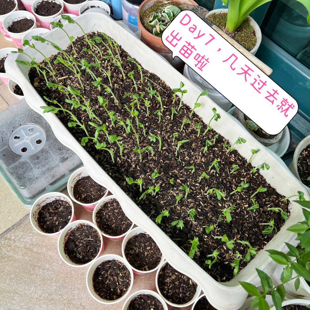 豌豆芽短暂的一生
强迫症种豌豆芽Day1～Day9
豌豆芽和豌豆尖居然是两个东西
自己种豌豆芽不老的秘诀是：
1、选专门食用豌豆芽而不是食豆的种子品种；
2、保持土壤水分充足，芽苗含水量高才会嫩；
3、不要晒太阳，哪怕徒长也不要晒，一晒就老了；
4、及时采收，现在二十多度的天气，芽苗长得很快，出苗4天左右就可以收。
