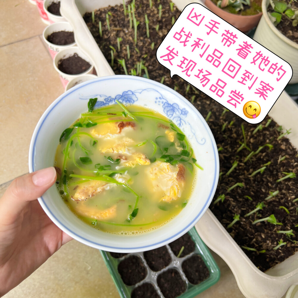 豌豆芽短暂的一生
强迫症种豌豆芽Day1～Day9
豌豆芽和豌豆尖居然是两个东西
自己种豌豆芽不老的秘诀是：
1、选专门食用豌豆芽而不是食豆的种子品种；
2、保持土壤水分充足，芽苗含水量高才会嫩；
3、不要晒太阳，哪怕徒长也不要晒，一晒就老了；
4、及时采收，现在二十多度的天气，芽苗长得很快，出苗4天左右就可以收。