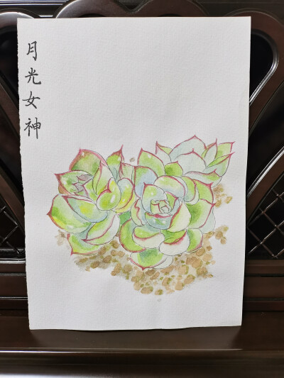 24 月光女神（绘画 | 水彩 | 果花甘02）
2018.05.21
月光女神，一种很好看的多肉植物，像她的名字一样，浪漫优雅。
叶面模仿月光照射的感觉。浅黄、浅绿、浅蓝，变幻的色彩，光晕像会流动一样。
炫彩灵动，又不晃眼…