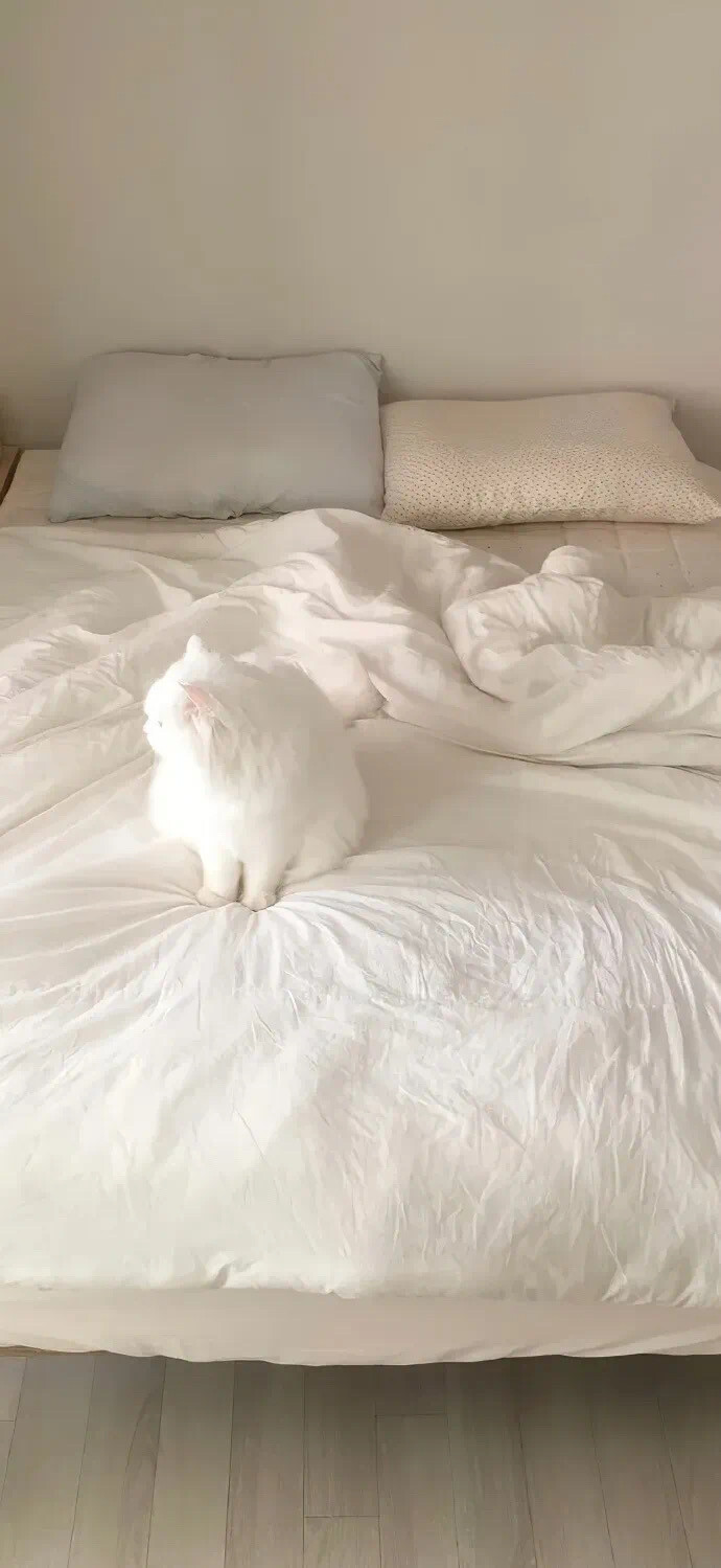 壁纸