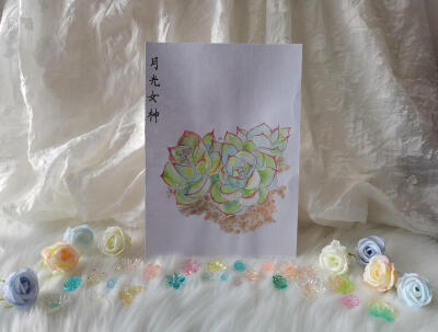 24 月光女神（绘画 | 水彩 | 果花甘02）
2018.05.21
月光女神，一种很好看的多肉植物，像她的名字一样，浪漫优雅。
叶面模仿月光照射的感觉。浅黄、浅绿、浅蓝，变幻的色彩，光晕像会流动一样。
炫彩灵动，又不晃眼…