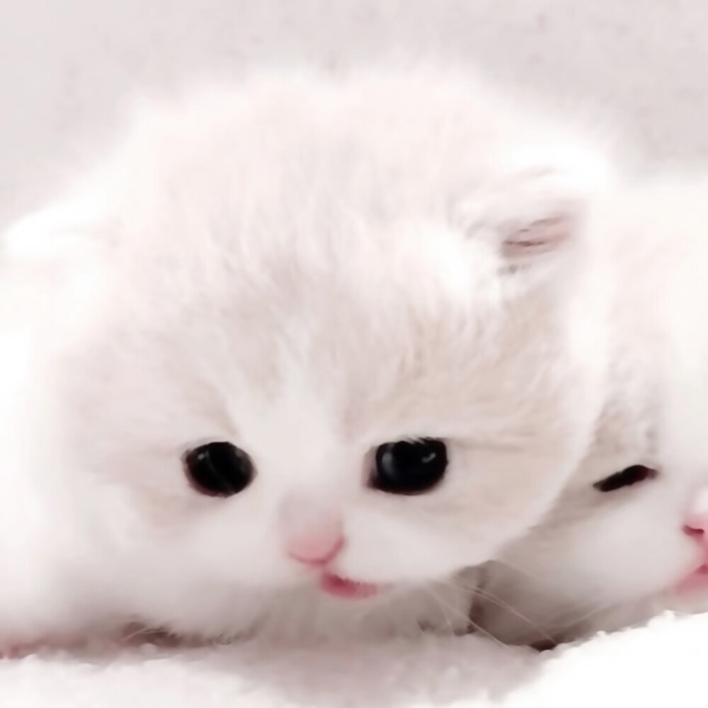 猫咪