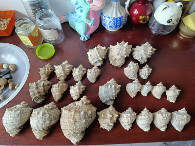 贝壳