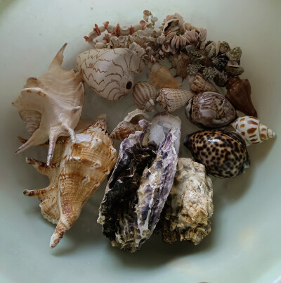 贝壳