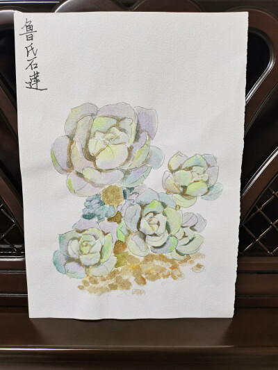 25 鲁氏石莲（绘画 | 水彩 | 果花甘02）
2018.05.21
鲁氏石莲，很像用鹅卵石雕刻的莲花。灰绿或灰蓝的叶子上因为有白霜，看起来就更像石料了。
很多时候都在想，石莲花是不是就是这么命名的呢？
画了一幅鲁氏石莲…