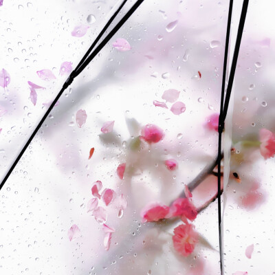那天的樱花雨