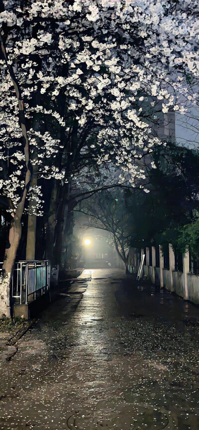 壁纸