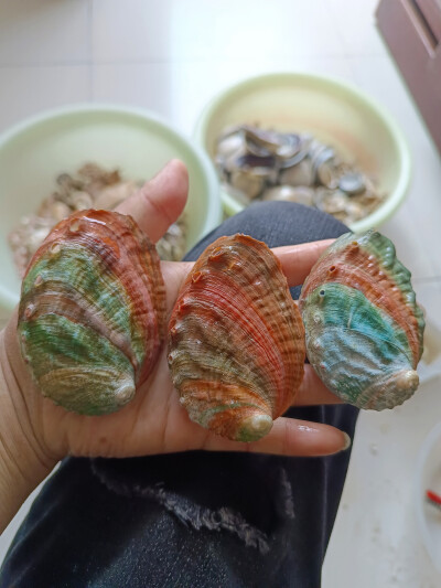 贝壳