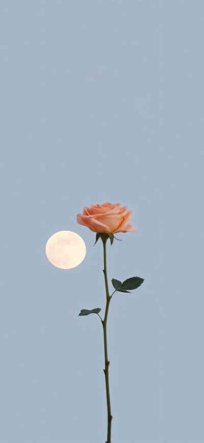 如花美眷。