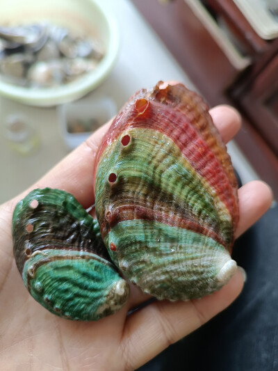 贝壳