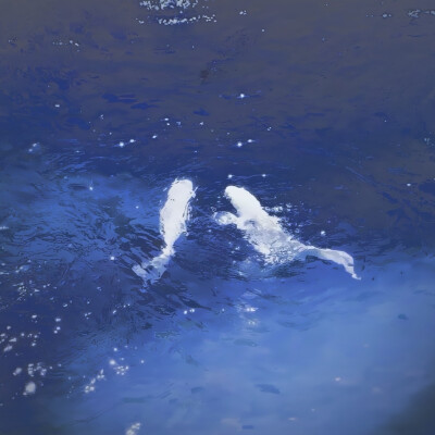 Sea