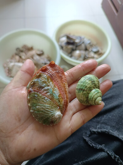 贝壳