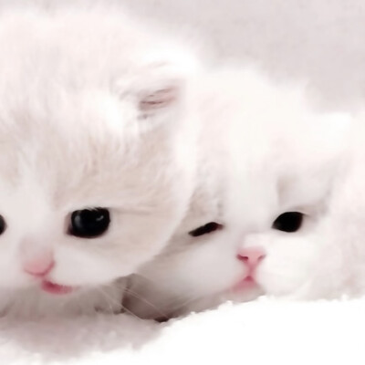 猫咪