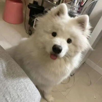 宠物头像