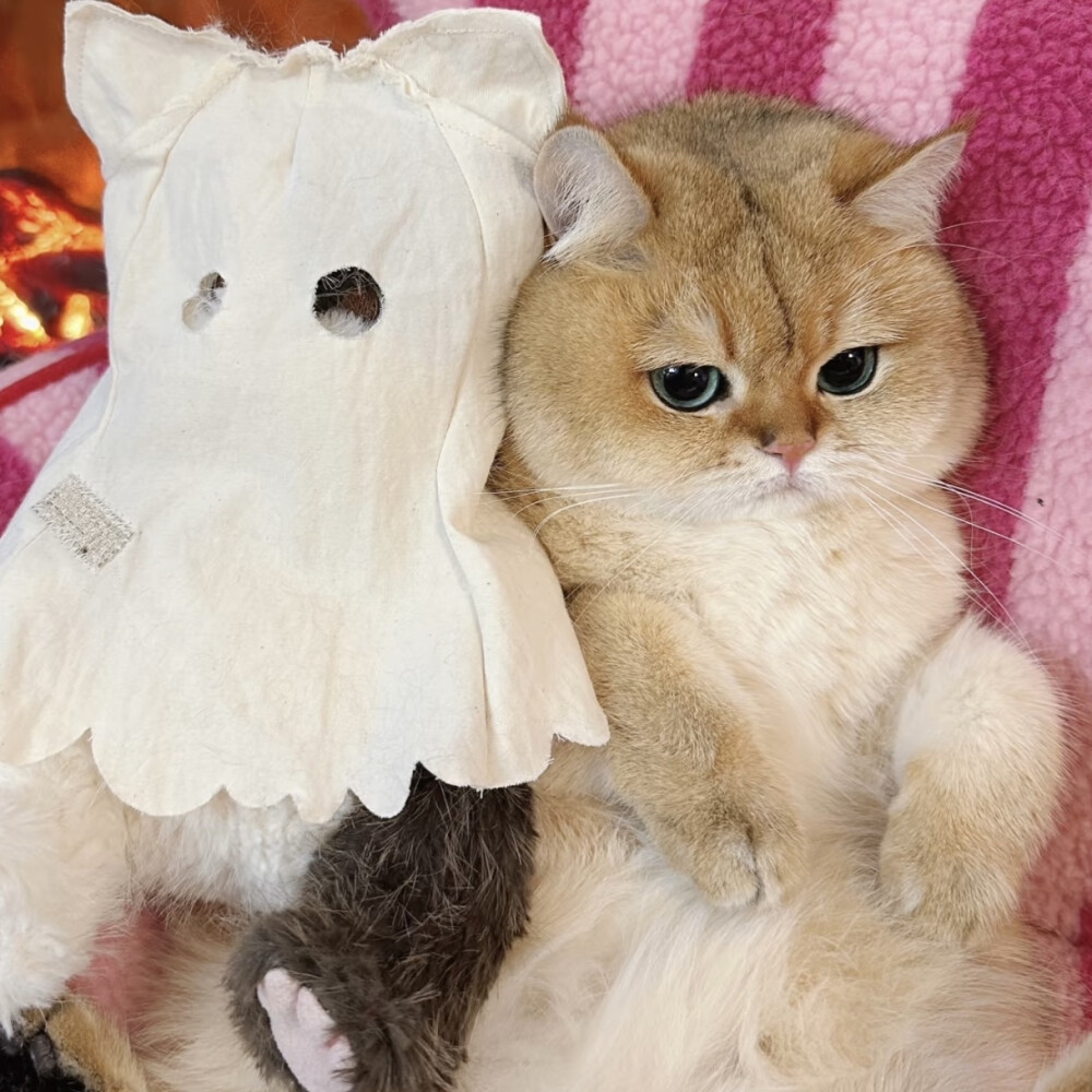 猫咪头像