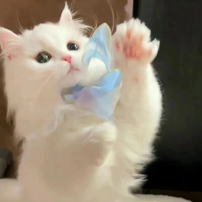猫狗头像
