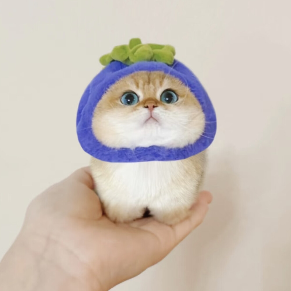 猫咪头像