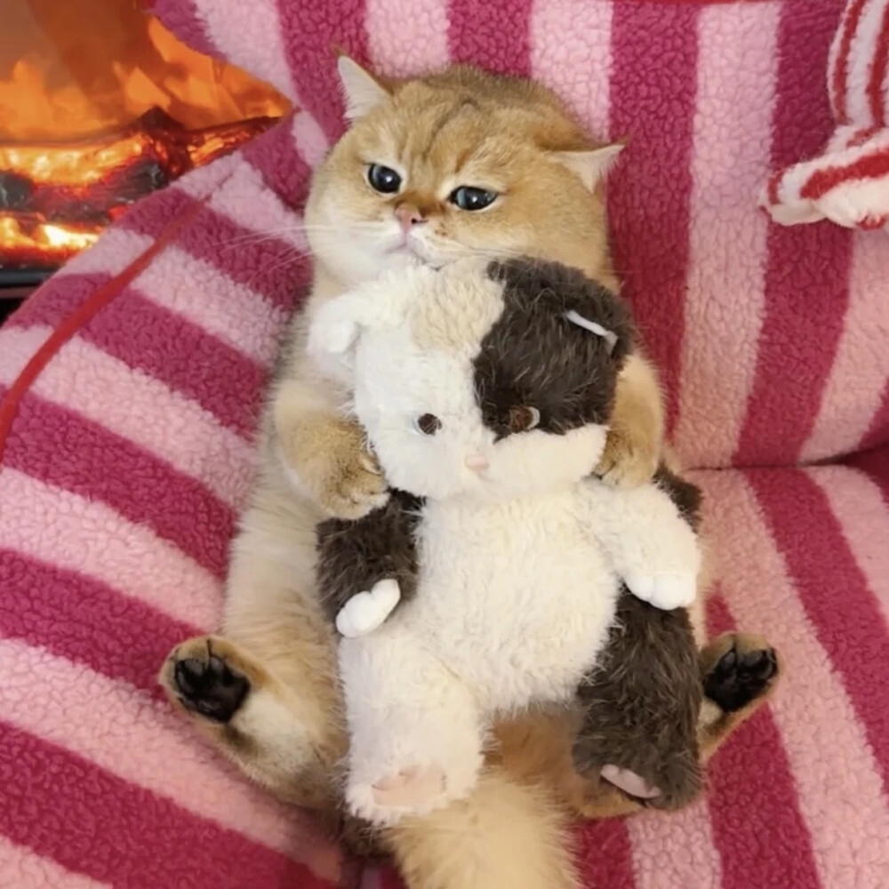 猫咪头像