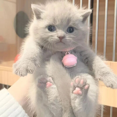 宠物头像