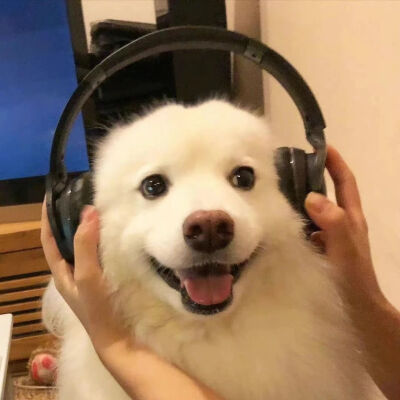 猫狗头像