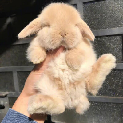 宠物头像