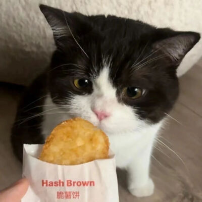 猫狗头像