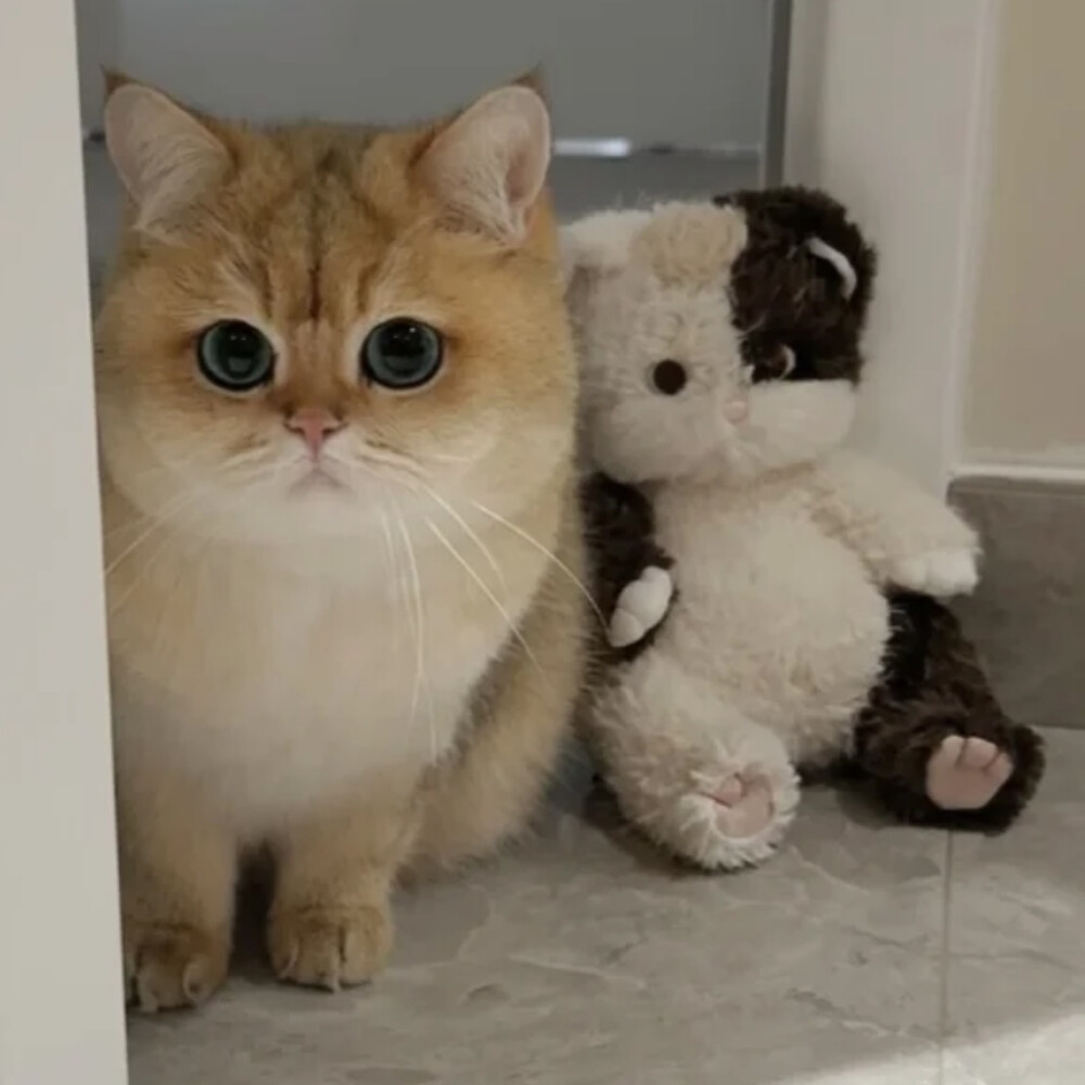 猫咪头像