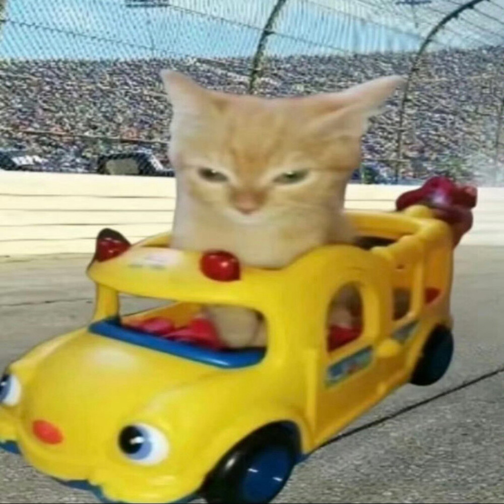(>﹏<)