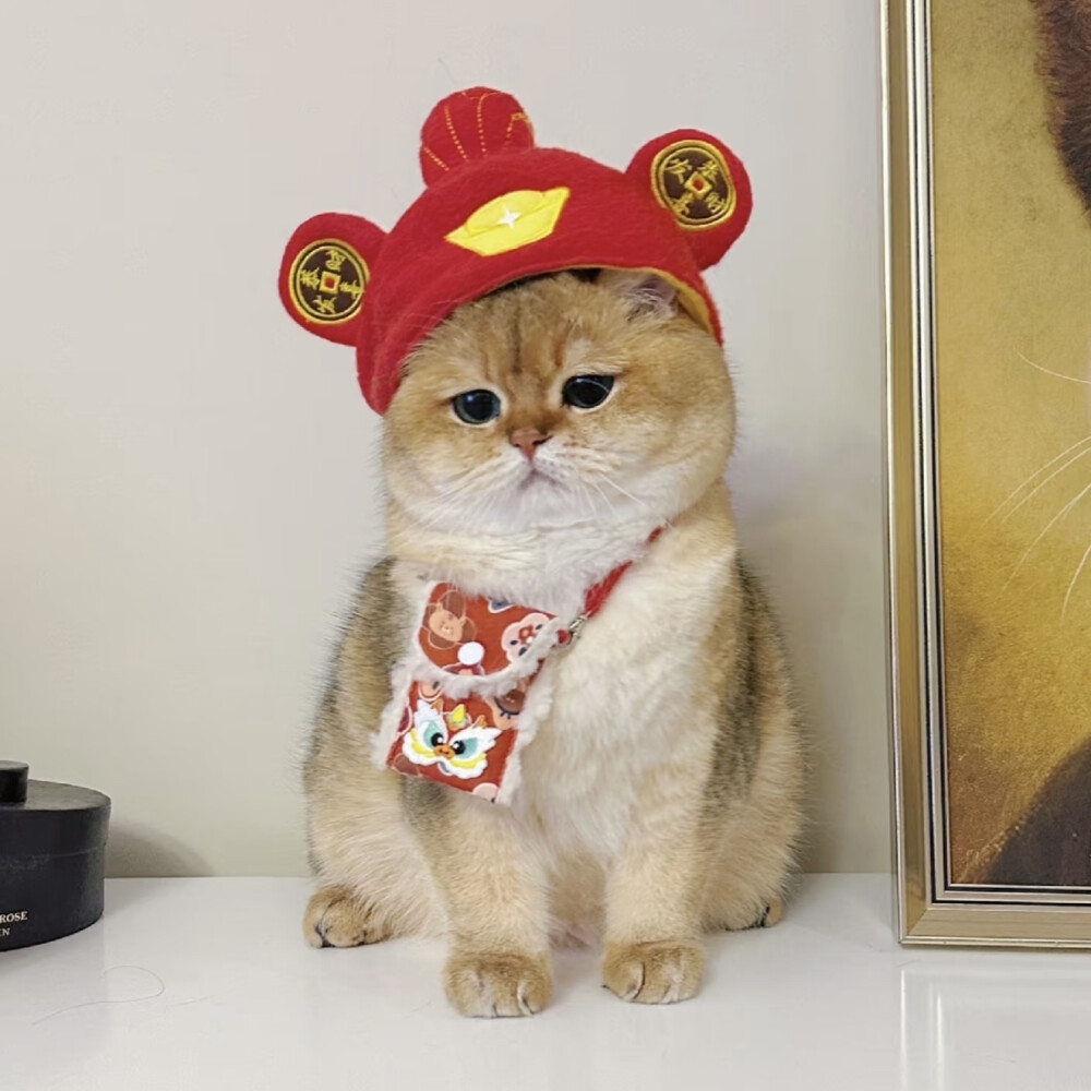 猫咪头像