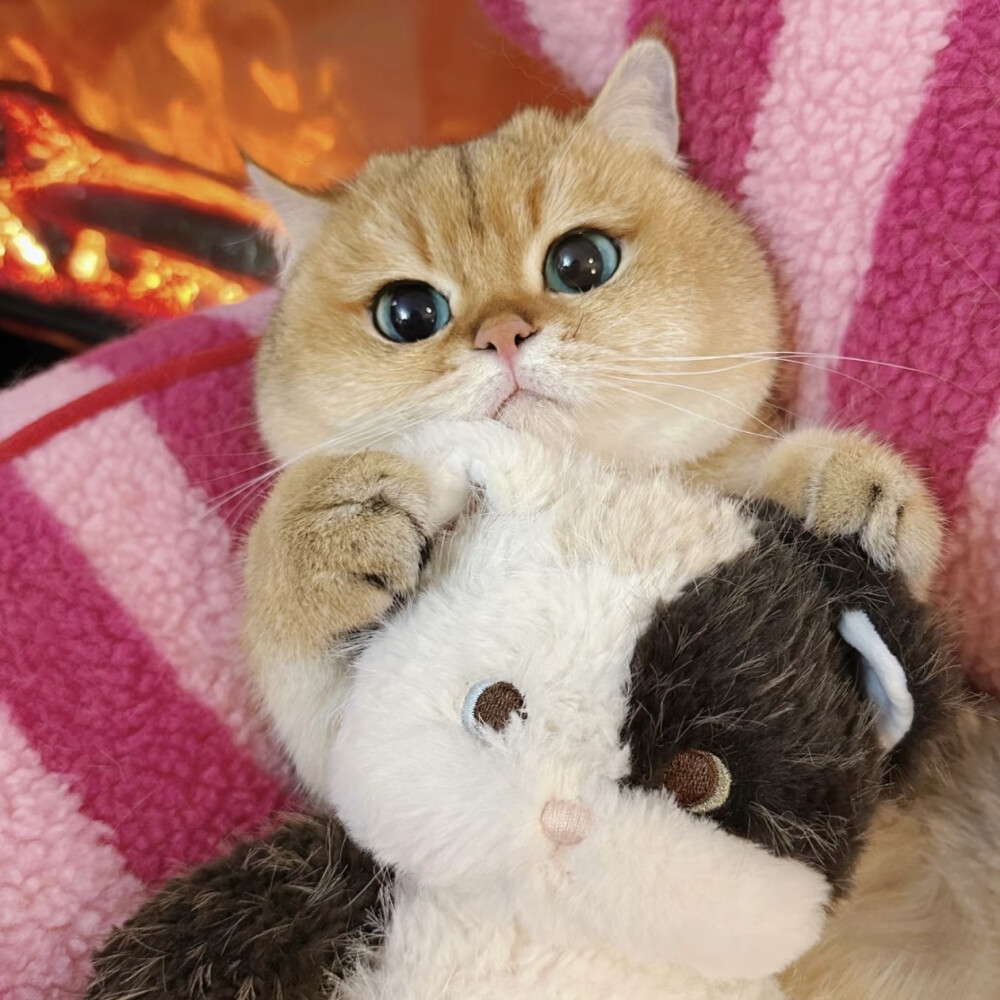 猫咪头像