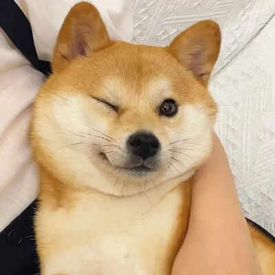 宠物头像